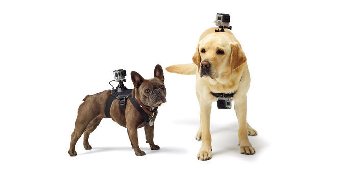 Крепление-упряжка для собак Fetch Dog Harness